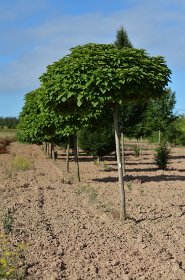Pépinières du Val d'Erdre 44 - Communication & Catalogue