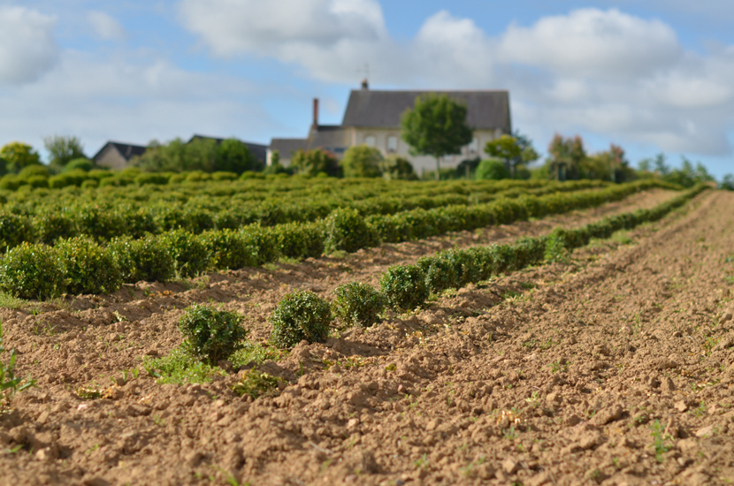 Pépinières du Val d'Erdre 44 - Communication & Catalogue