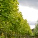 Pépinières du Val d'Erdre 44 - Communication & Catalogue thumbnail