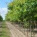 Pépinières du Val d'Erdre 44 - Communication & Catalogue thumbnail