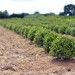Pépinières du Val d'Erdre 44 - Communication & Catalogue thumbnail