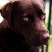 Choco thumbnail