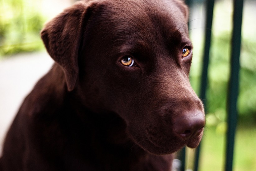 Choco